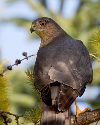 pervier brun - sharp shinned hawk