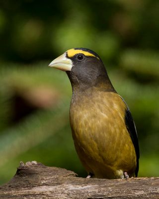 gros bec errant - evening grosbeak