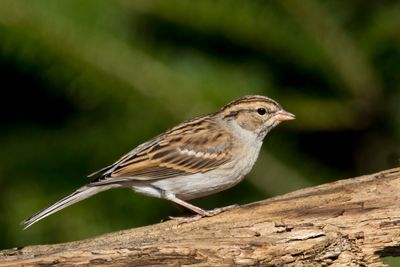 bruant familier - chipping sparrow