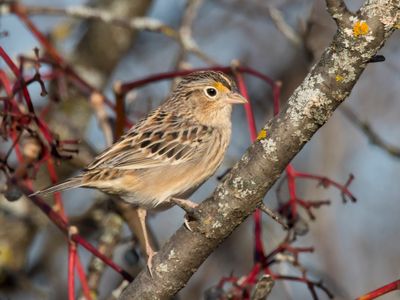 bruant sauterelle - grasshopper sparrow