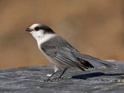 msangeai - gray jay