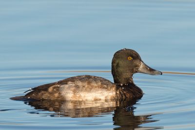 fuligule milouinan - greater scaup