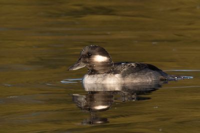 petit garrot - bufflehead