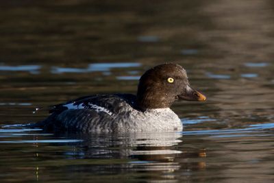 garrot  oeil d or - common goldeneye