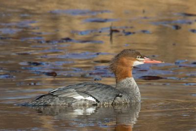 grand harle - common merganser