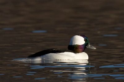 oiseaux_aquatiques