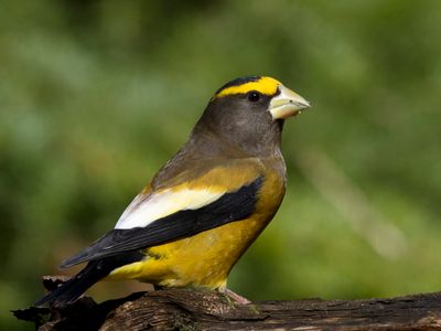 gros bec errant - evening grosbeak