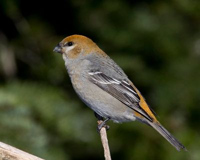 durbec des sapins - pine grosbeak