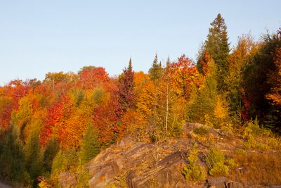 automne - autumn