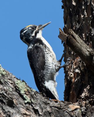 pic à dos rayé - american three toed woodpecker