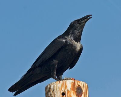 corbeau à cou blanc possible - possible chihuahuan raven