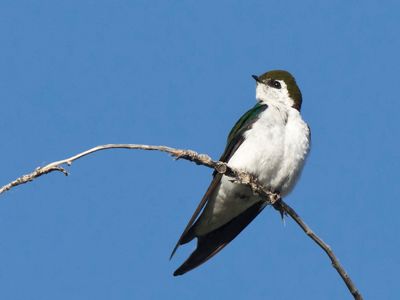 hirondelle à face blanche - violet green swallow
