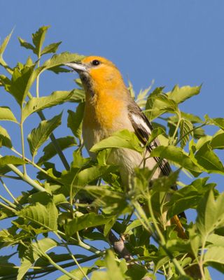 oriole de bullock - bullock oriole