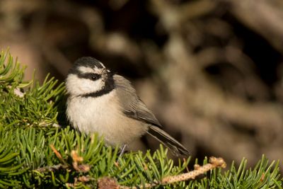 msange de gambel - mountain chickadee