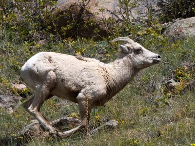 mouflon - bighorn