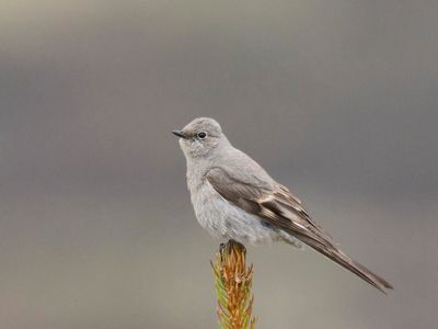 solitaire de townsend - townsend solitaire