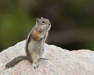 Spermophile  Mante Dore - Golden-mantled Ground Squirrel