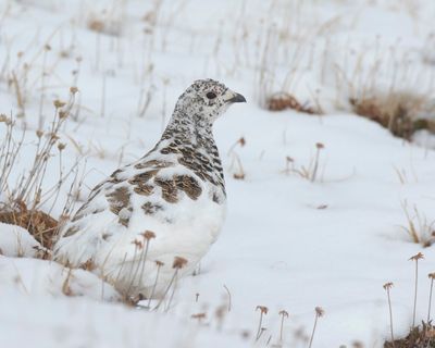 Lagopde  queue blanche - white-tailed ptarmigan