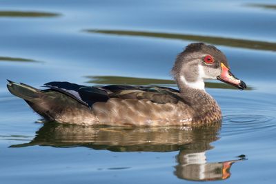 canard branchu - wood duck