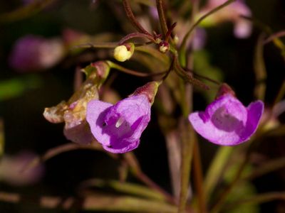 Grardie  Feuilles Tnues - common gerardia - Agalinis tenuifolia