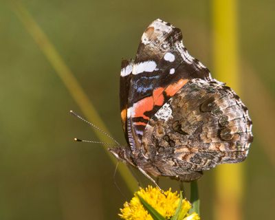 papillon__butterfly