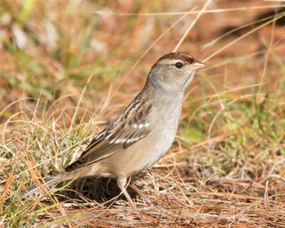 bruant à couronne blanche juv. - juv. white crowned sparrow