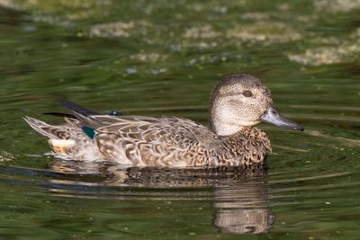 sarcelle d'hiver - green winged teal