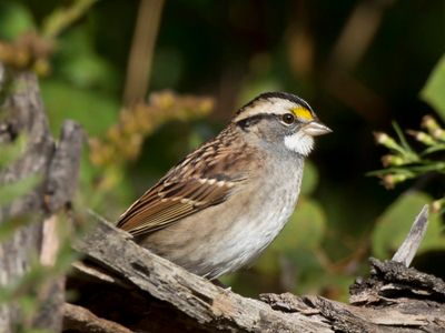 bruant  gorge blanche - white throated sparrow