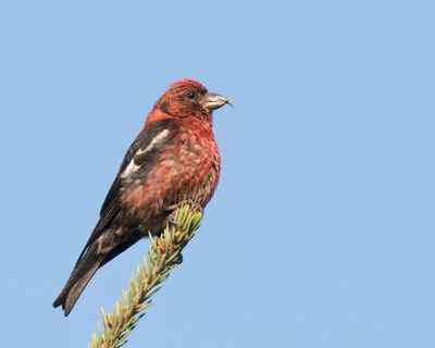 bec crois bifasci - white winged crossbill