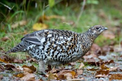 ttras du canada - spruce grouse