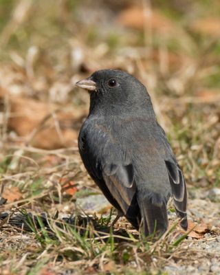 junco ardois - black eyed junco