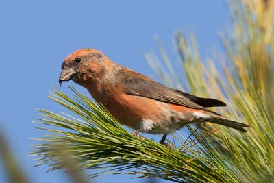 bec crois des sapins - red crossbill