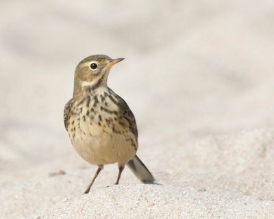 pipit d amrique - american pipit