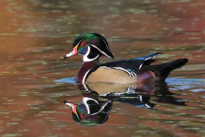 canard branchu - wood duck