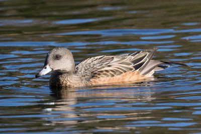 canard d amrique - wigeon duck