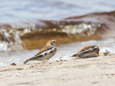 plectrophane des neiges - snow bunting