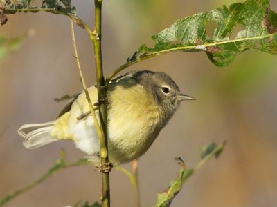 paruline verdtre - orange crowned warbler