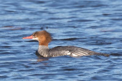 grand harle - common merganser