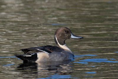 canard pilet - northern pintail