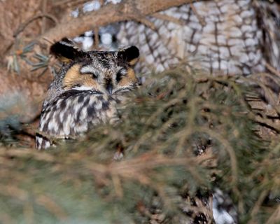 hibou moyen duc - long eared owl