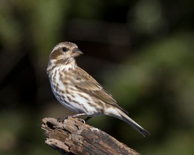 roselin pourpr - purple finch