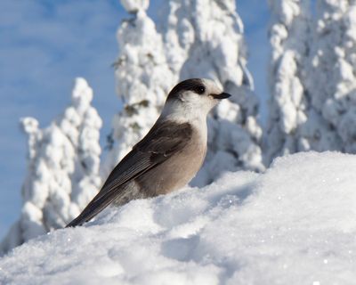 msangeai - gray jay