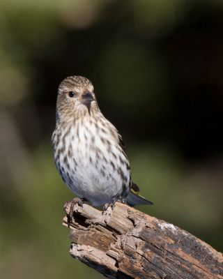 tarin des pins - pine siskin