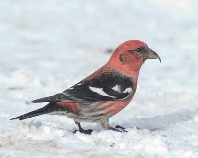 bec crois bifasci - white winged crossbill