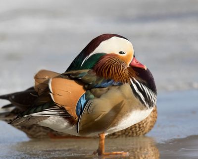 canard mandarin - mandarin duck