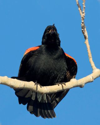 carouge  paulettes - red winged blackbird