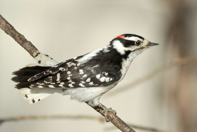 pic mineur - downy woopecker