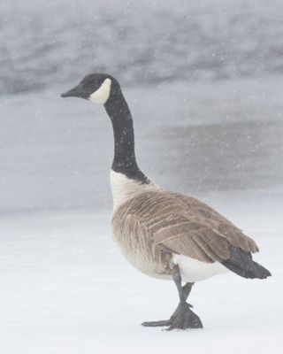 outarde - canada goose