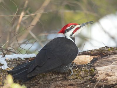 grand pic - pileated woodpecker