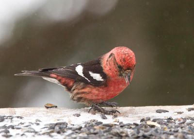 bec crois bifasci - white winged crossbill